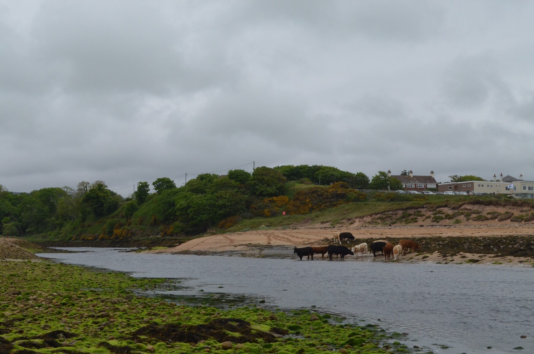 Cattle on Brora beach — the same crofting community that shares the links